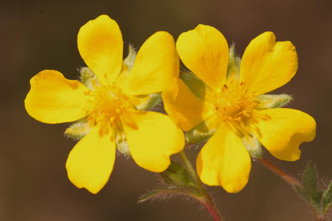 fiori gialli - Potentilla sp.